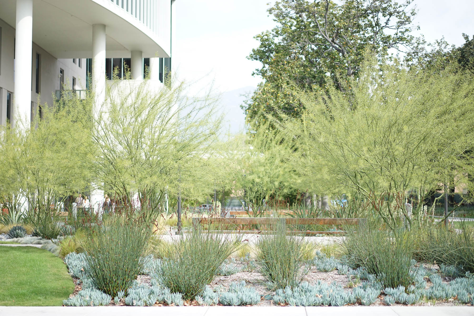 Healthcare - Pathway with foliage