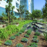 Kaiser Permanente Foliage