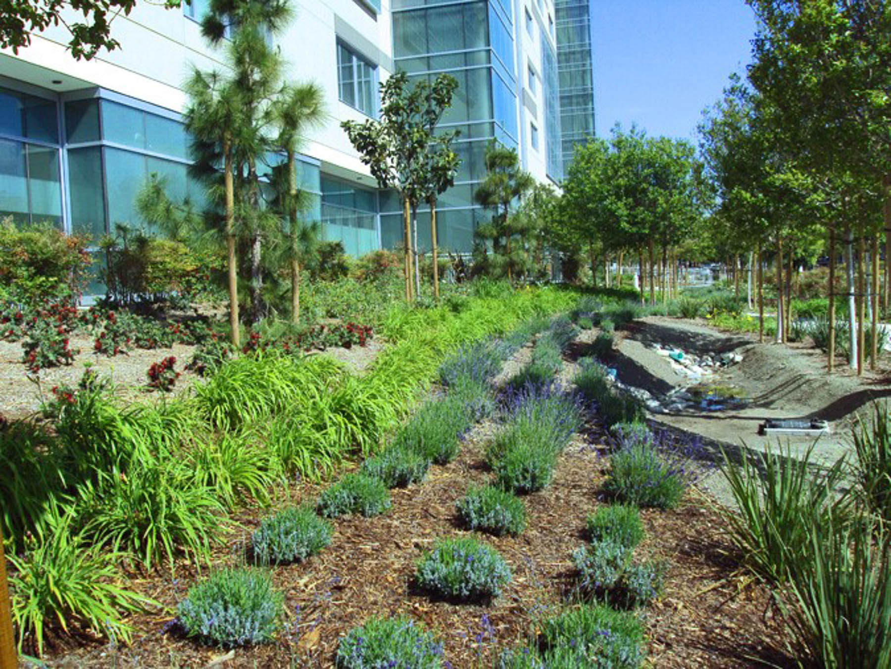 Kaiser Permanente Foliage