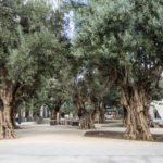 Parks Public Spaces - Trees and pathway