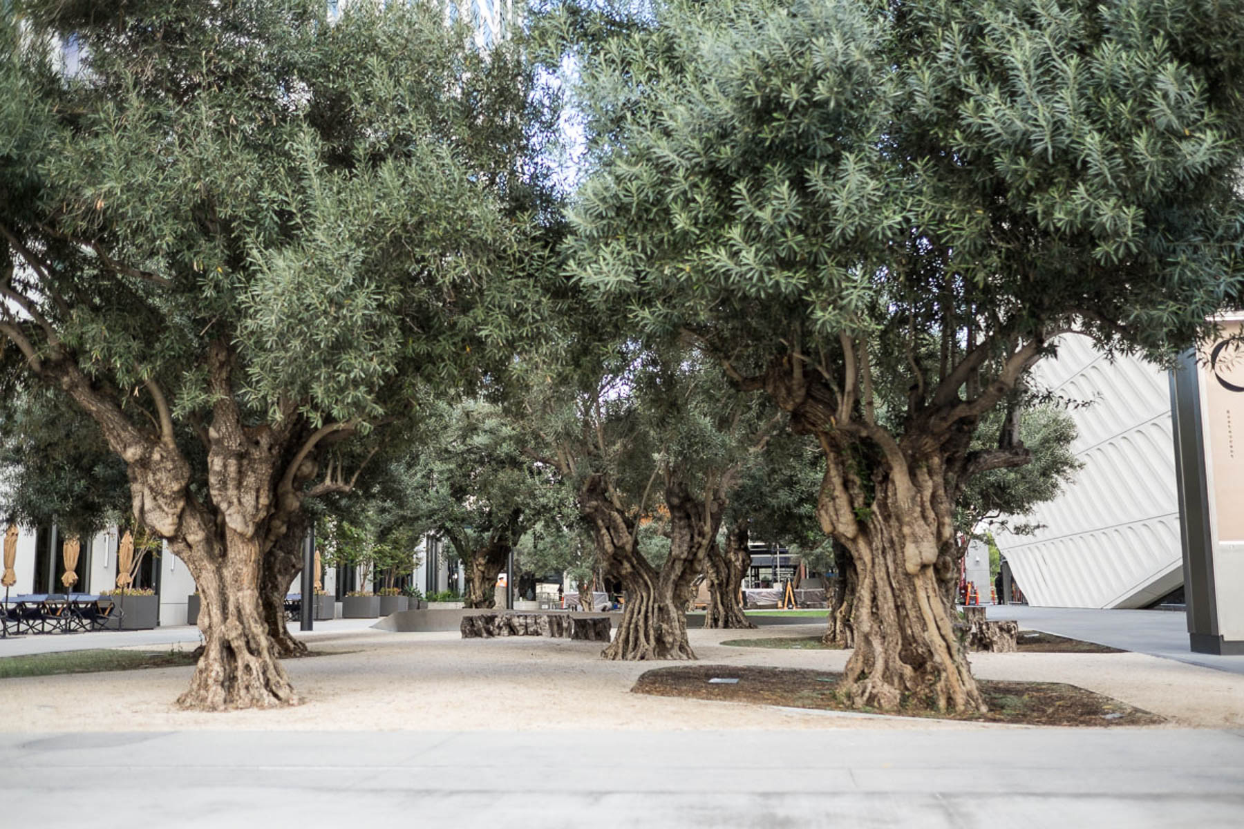 Parks Public Spaces - Trees and pathway